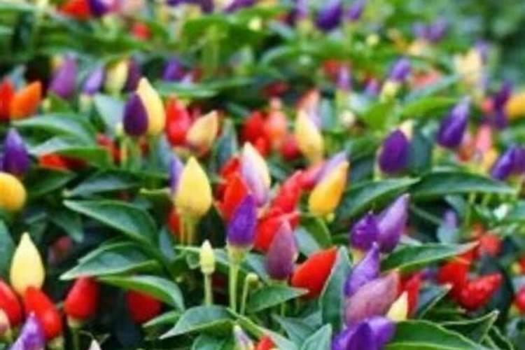 七彩椒怎么种植