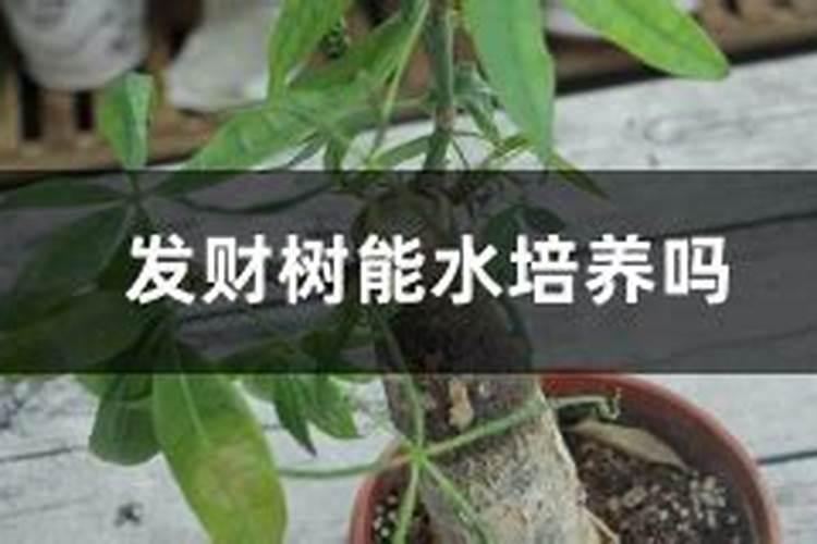 草甘膦钾盐和草甘膦铵盐的区别