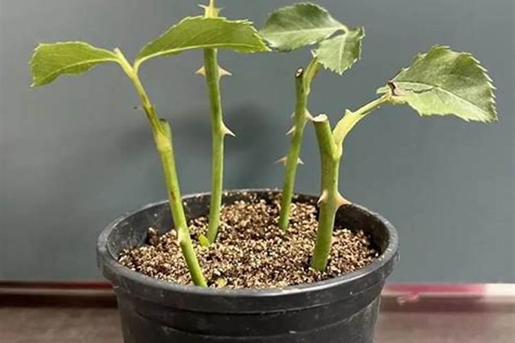 如何调配扦插土