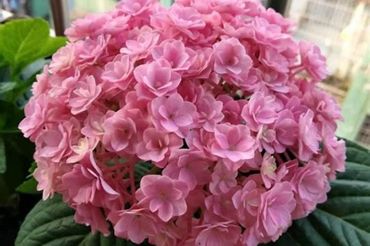 绣球有花苞了该怎么施肥