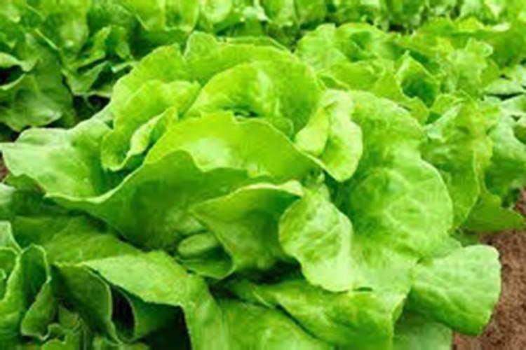 种蔬菜怎样施底肥