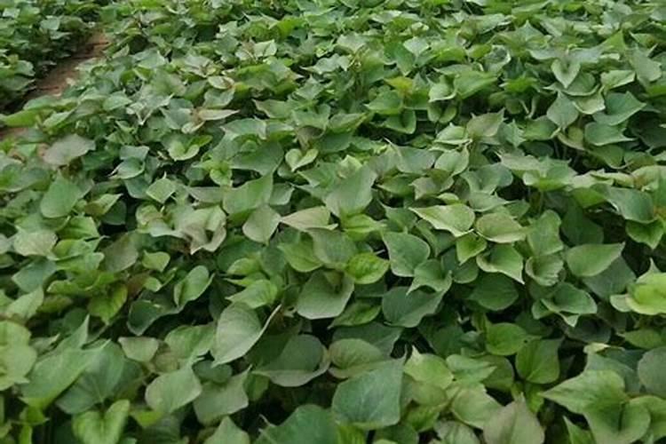 青椒高温38度怎么管理