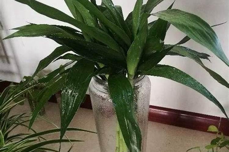 富贵竹不发芽怎么办