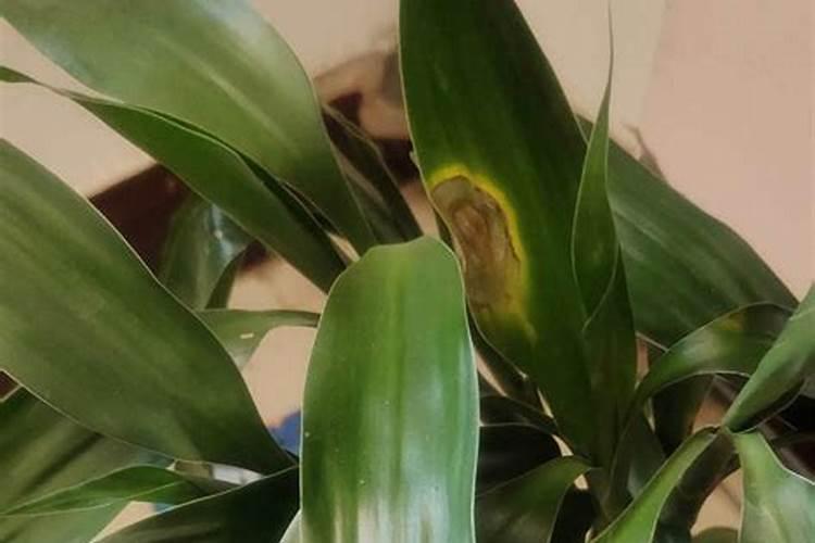 用水养 转运竹 办法？我家没有花肥之类东西