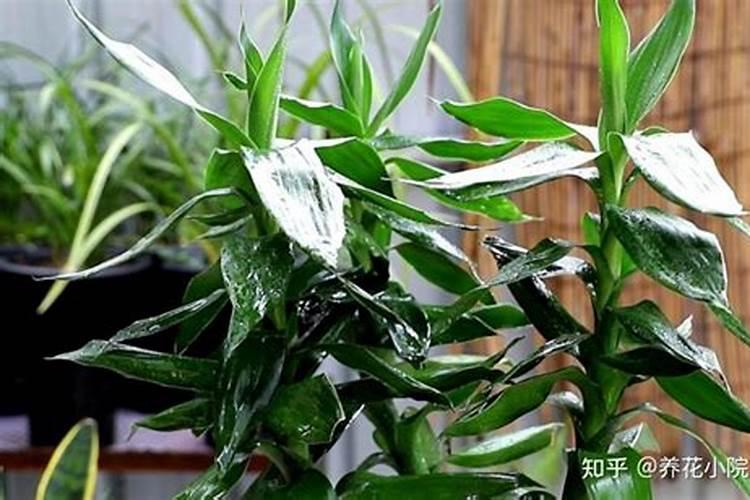 富贵竹怎么养才能更旺盛(分享养富贵竹的小妙招)