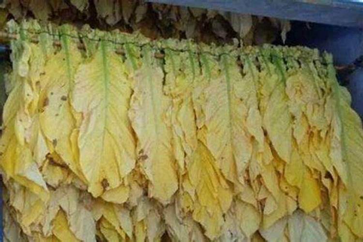 一亩烤烟用多少钾肥 什么时候施钾肥好