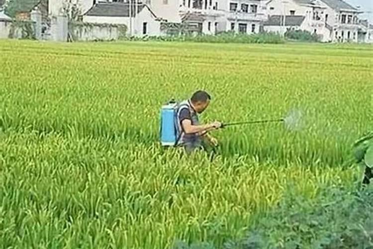 尿素可以水溶后施肥吗 尿素能水溶后施肥吗