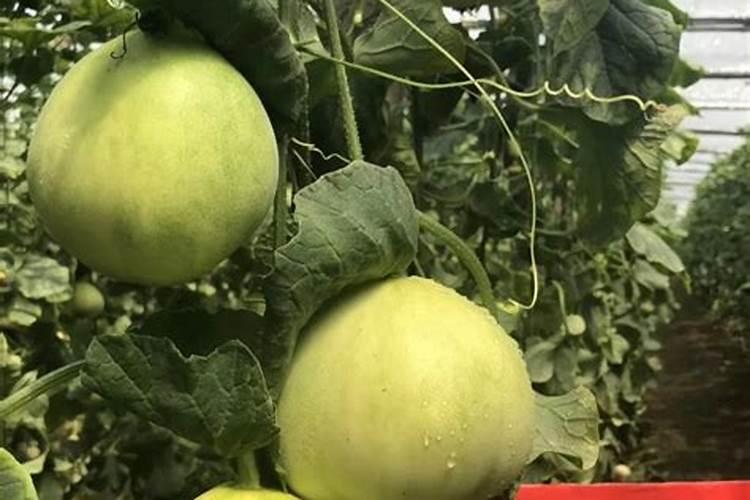 花生要施几次肥料