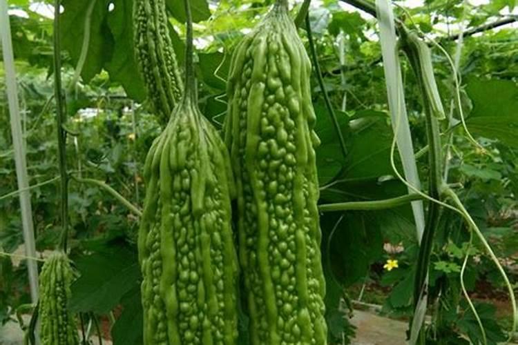 矿源黄腐酸钾对作物有什么作用？苦瓜幼苗期使用矿源多少用量合适百度...