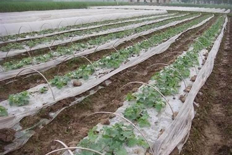 果实膨大秘诀,地下块茎根茎膨大配方,膨大增产50%以上!