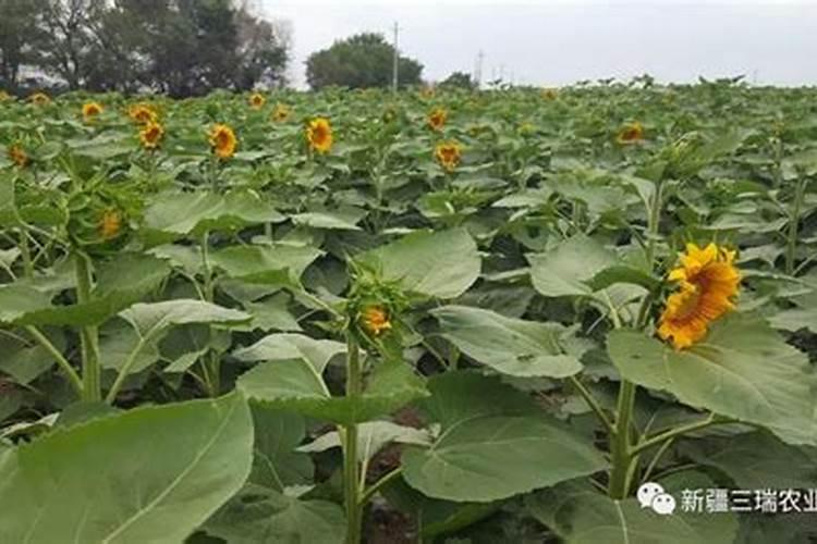 向日葵是什么时候种植的？如何栽培管理才能获得高产？