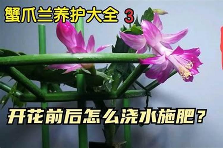 蟹爪兰施什么肥可以开花