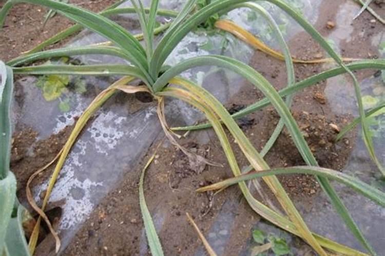 很多人忽视大蒜缺素症,大蒜缺素症的症状是什么？