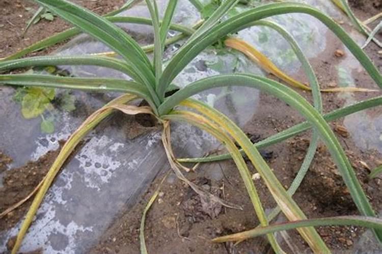 蒜叶有黄色斑点是什么原因？