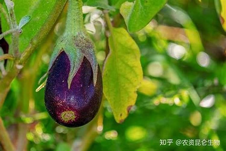 茄子黄叶是药害还是缺元素？遇到这种情况应该怎么办？