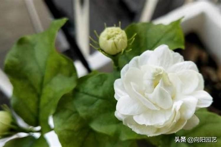 茉莉花怎么施肥施什么肥 茉莉花如何施肥