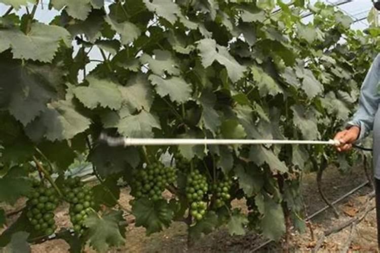 苹果树开花时施什么肥