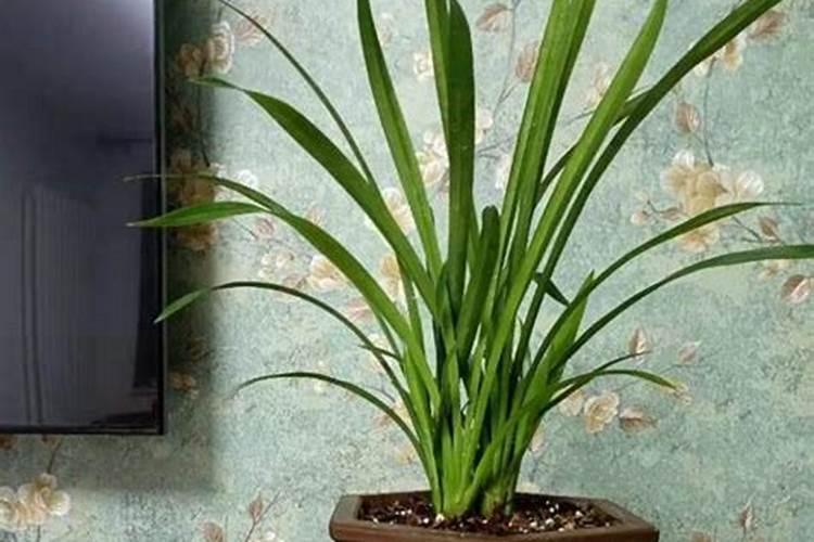 兰草花施什么肥料