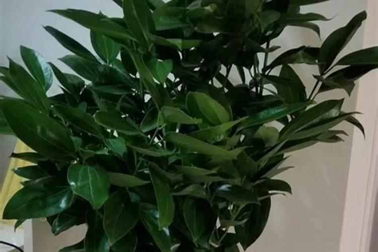 绿植用什么肥料最好