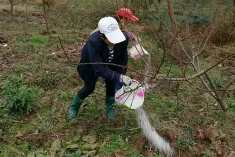 如何做好稻田肥水管理？水稻发黄怎么办？