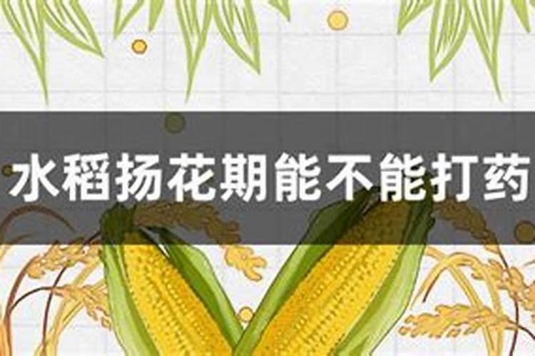 稻谷养花期可以喷施甲肥和矿源防腐酸甲一起用吗？