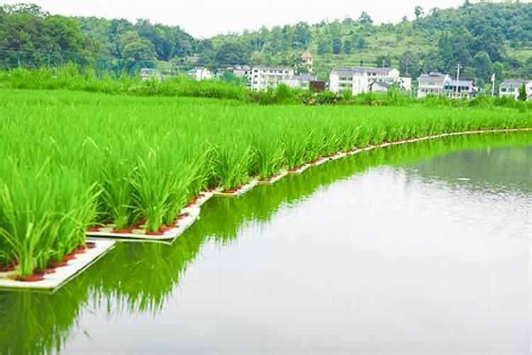 养花用什么底肥 花卉用什么做底肥最好