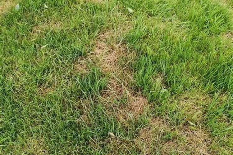 草坪用有机肥好还是复合肥好