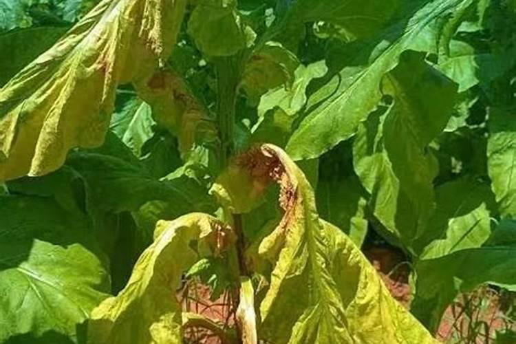 烟叶病虫害如何防治 烟叶挂灰原因及防止方法