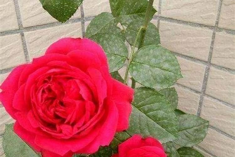 怎样盆栽黄玫瑰？