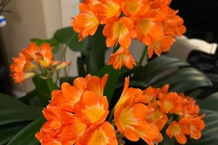 君子兰的催花方法