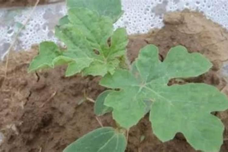 西瓜苗期用哪种肥料合适？西瓜用什么叶面肥膨果效果好？