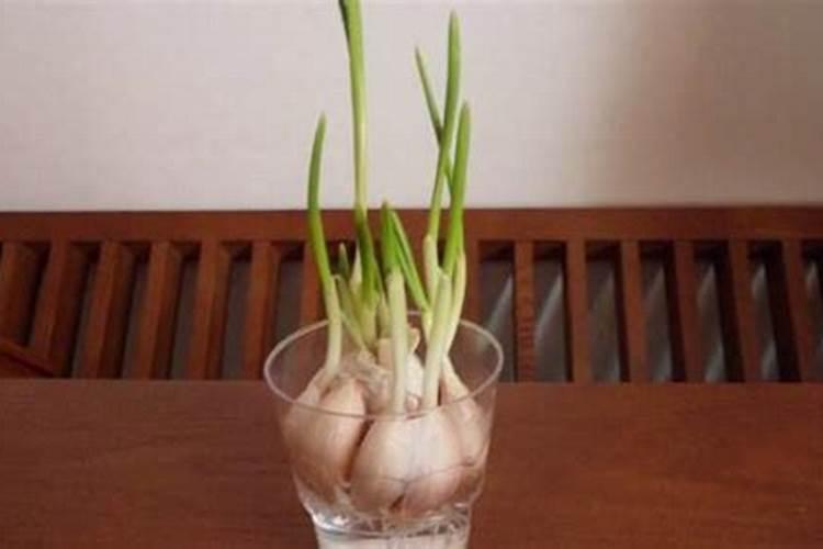 撒过磷肥可以立即种大蒜吗