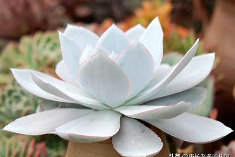 矿源腐植酸钾一亩地用25斤是不是超量了？