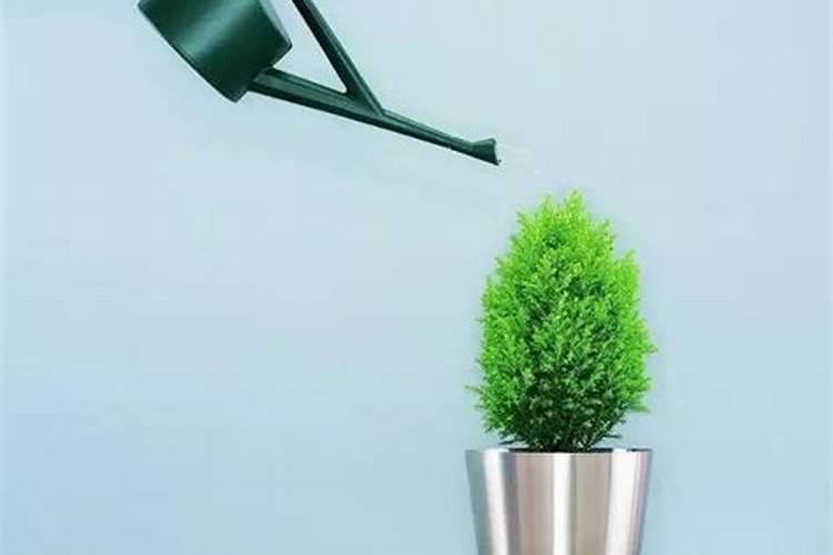 给花施肥是在浇水之前还是浇水之后