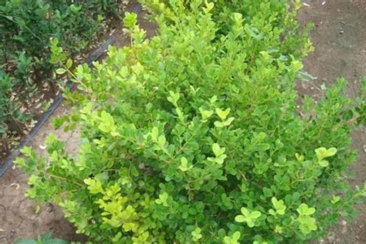 黄杨树太瘦可以用哪些肥料