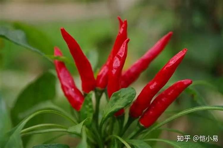 种朝天椒用什么肥料好