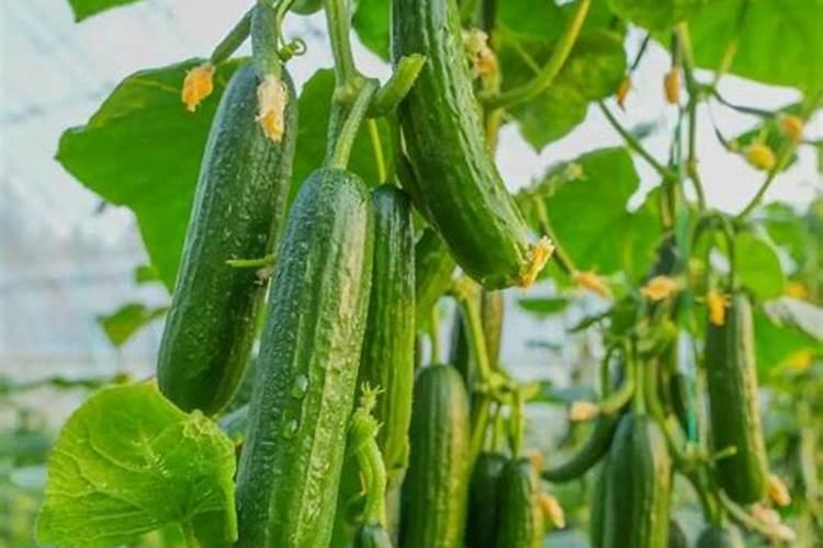 高氮肥料有哪些,用什么肥料黄瓜产量高