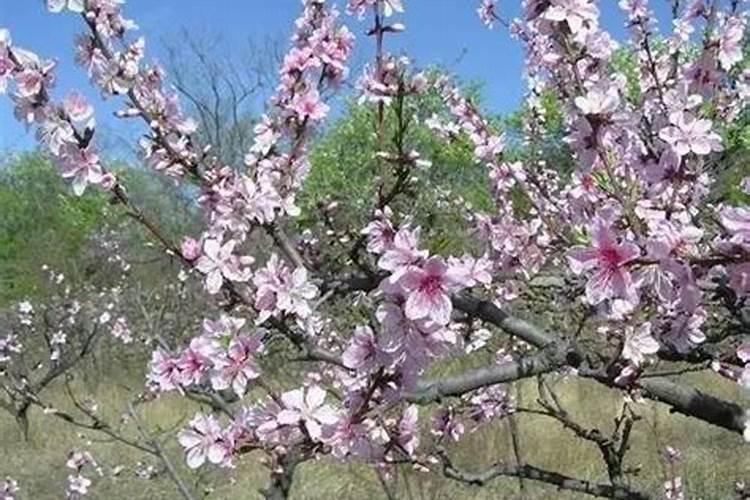 锝[99Tc]亚甲基二膦酸盐注射液主治及用法