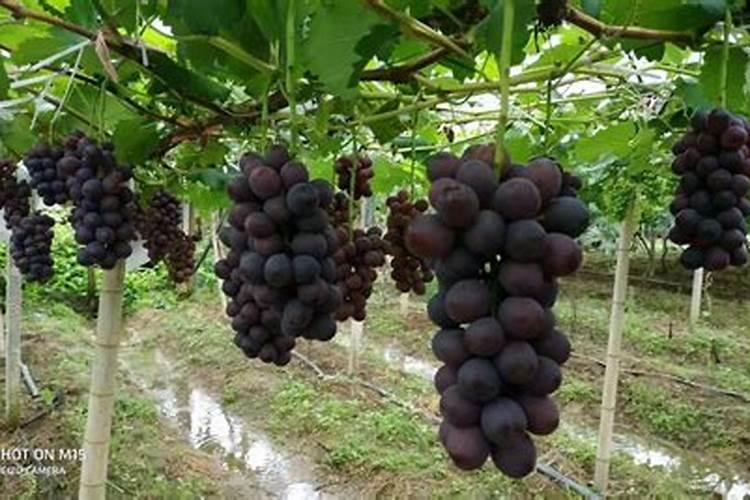 钙肥的特点？正确的补钙方法？果树补钙用什么叶面肥？