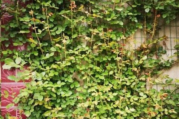 月季花叶子褶皱是什么原因