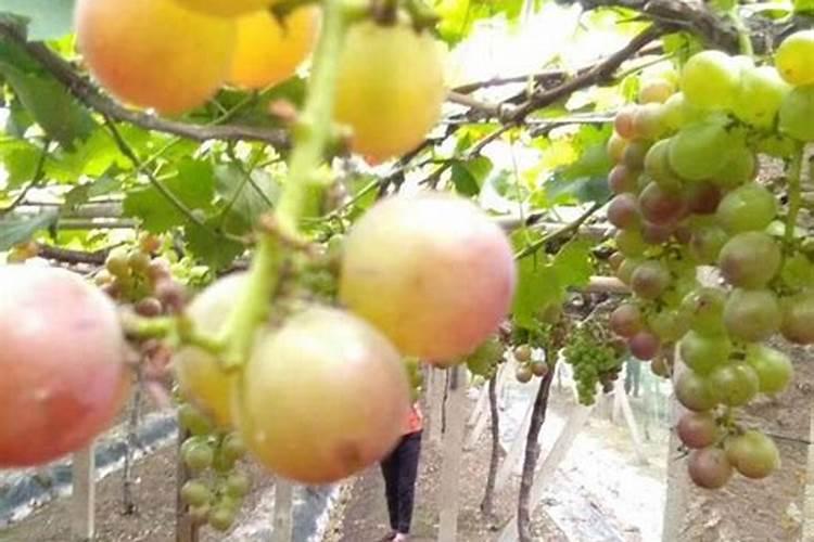 柑桔在什么时期使用海状元水溶肥为好