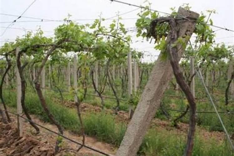 怎样给葡萄喷肥才能效果达到最好？