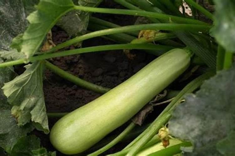 西葫芦瓜打顶怎么办