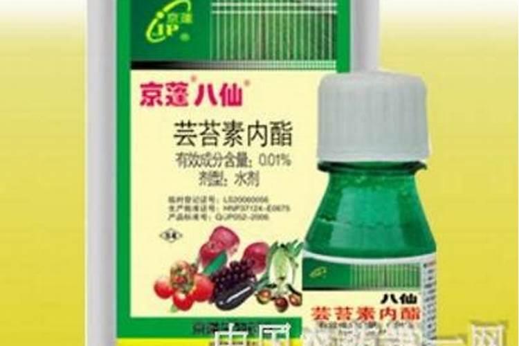 小番茄头歪歪是什么原因