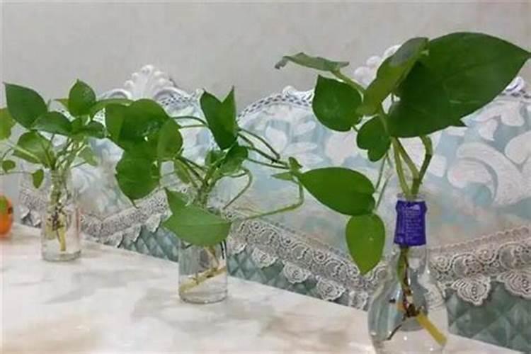 水培绿萝用什么肥料