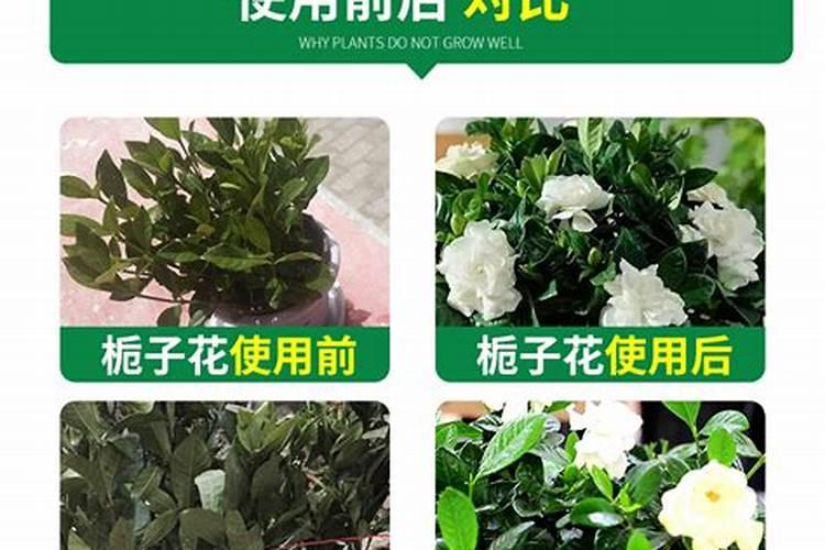 氨基酸水溶肥可以做牡丹花后追肥吗？
