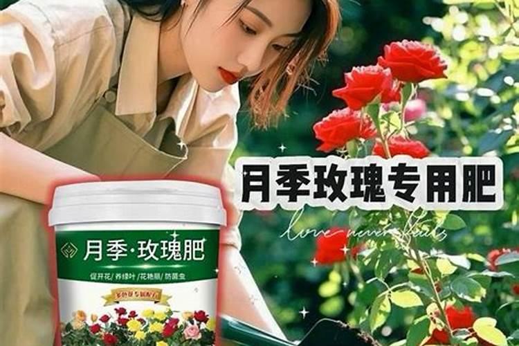 尿素可以浇月季花吗