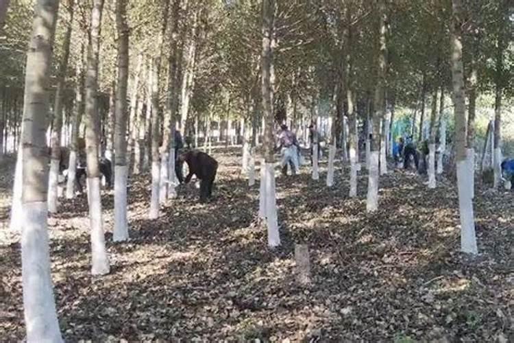 桃树谢花后能喷石流合剂吗？