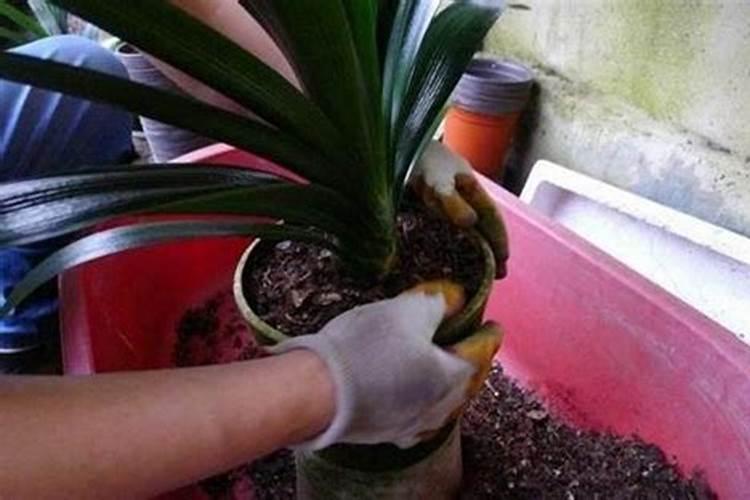 君子兰开花时能换土吗