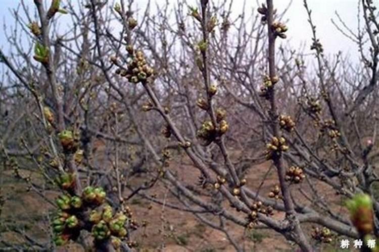 定植樱桃树施肥正确方法